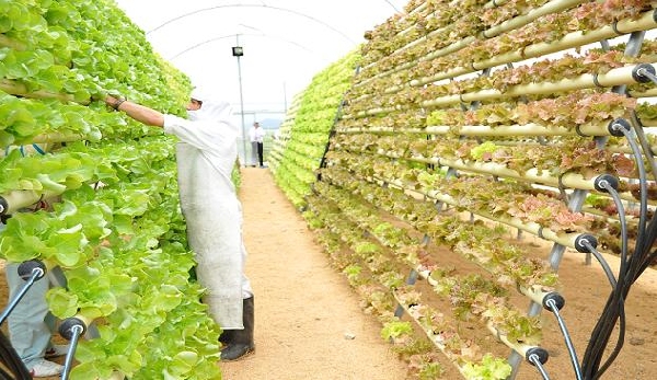 Becas para Investigación de Doctorado en Agricultura y Nutrición Gobierno del Reino Unido