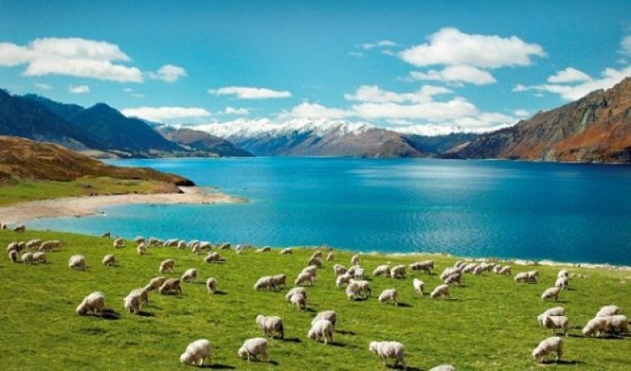 Nueva Zelanda: Beca Maestría en  Administración de Empresas Universidad de Otago